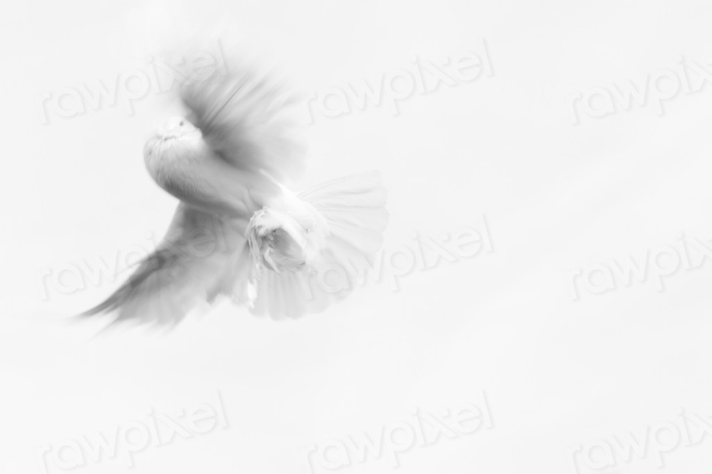 Free dove flying sky portrait
