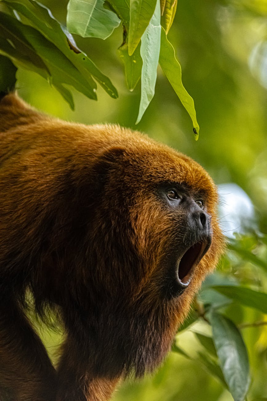 brown howler monkey